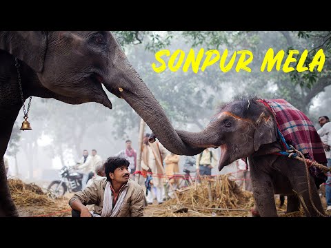 Sonpur Mela  | Asia का सबसे बड़ा पशु मेला हरिहर नाथ मेला सोनपुर | हरिहर नाथ मंदिर | Bhojpuri