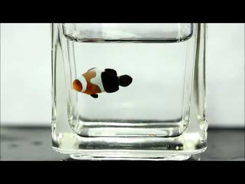 人工黑白紅小丑Black White Red Clownfish（Captive-Bred，Hybrid）   use2k