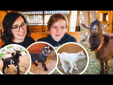 Did we CHOOSE the RIGHT breeding buck? (deciding which baby goats we'll keep)