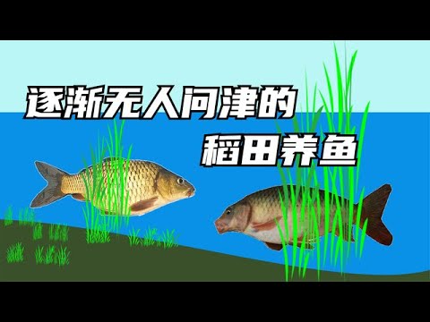 曾被捧上神坛的“稻田养鱼”为何无人问津？养鱼人：血亏不赚钱！