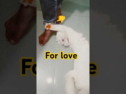 As cats do to receive love♥️#trending #love #foryou #funny #viralvideo #shorts