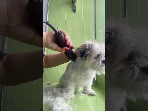 #DogGrooming #PetCareTips #YouTubeShorts”