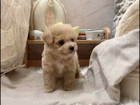 Teacup Poodle - Yukon