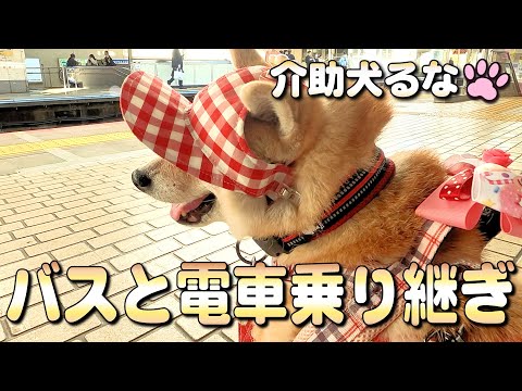 【柴犬介助犬】バスと電車を乗り継いで移動する［柴犬介助犬るな］