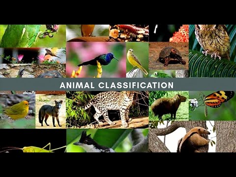 Animal Classification #omnivores #herbivores #carnivores