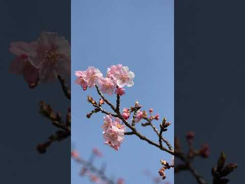 令和４年河津桜満開#Shorts