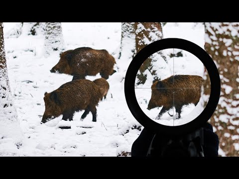 WILD BOAR SHOT AT 650 METERS ( 710 YARD )