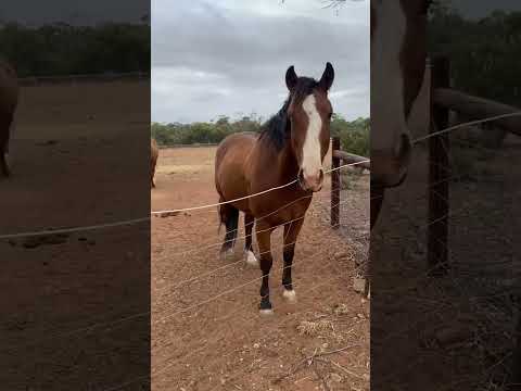 第一次近距离接触🐎，太有灵性了！