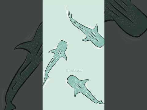 Draw with me 🌊 whale sharks and thoughts on being an artist