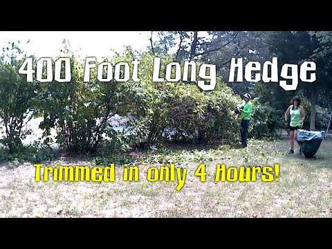 Overgrown Hedge Trimming - Fast & Efficient (21072101)