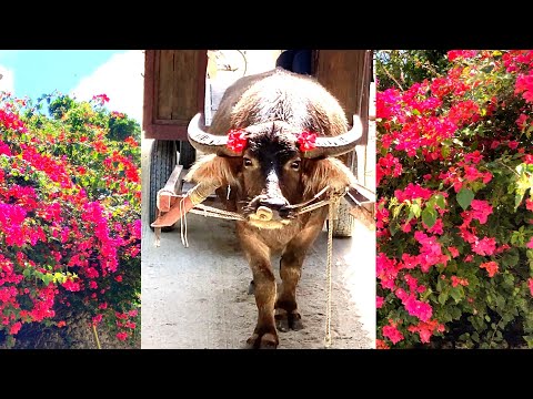 [Riding a buffalo cart on Taketomi Island in Okinawa] Introducing beautiful Japanese islands