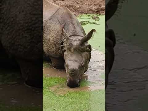 Rhino #rhino #rhinoceros #onehornedrhino #zoo #wildlife #wildanimals #wild #viral #trending #shorts