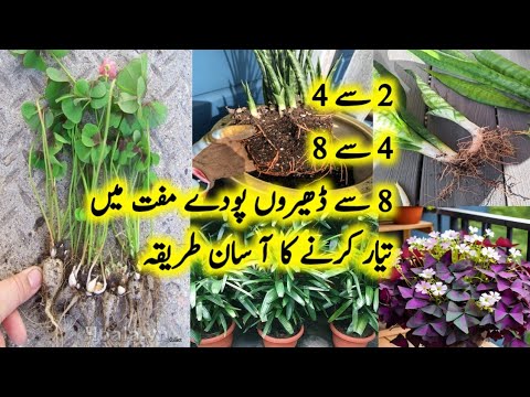 15 + Plants To Grow By Roots  Division/How to Divide plants/Plants to grow from cuttings