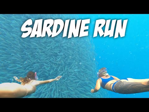 Finally Some Sardines in Moalboal (sardine run) 🇵🇭