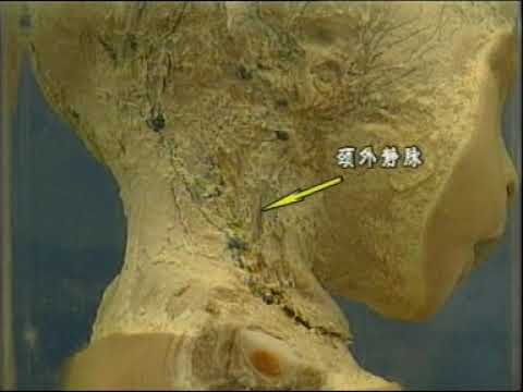 085 淋巴系统解剖