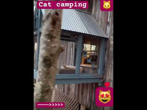 Cat camping 🐈🐱❤️😻#catentertainment #catlovers #2023