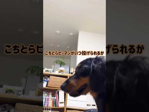 【邪魔するなよー】ピーマン待機中に邪魔してみました☺︎ #shorts #犬 #dog