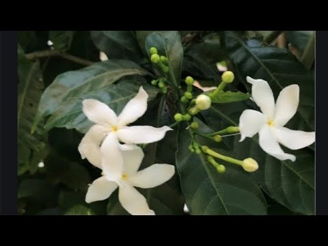 How to Grow and Care Chandni Plant/Tree [46]