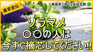 【そら豆栽培】12月の摘芯と追肥のタイミングについて解説！【有機農家直伝！無農薬で育てる家庭菜園】　23/12/19