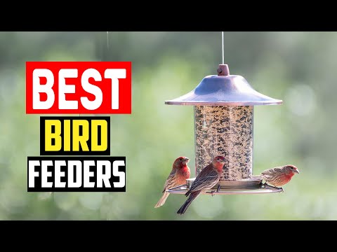 ✅Top 5 Best Bird Feeders in 2023