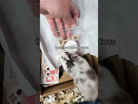 My hamster opens a package 🐹✨ #hamster #cute #funny #unboxing