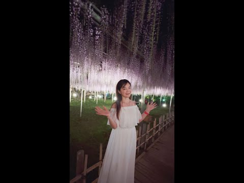 美國CNN票選世界十大夢幻旅行地方 の  🌸 足利紫藤花卉公園 🌸（請開聲音）2024/4/23手機錄影  #日本唯一入選的地方