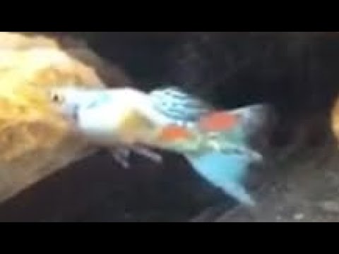 孔雀魚馬賽克圓尾生的沒混養