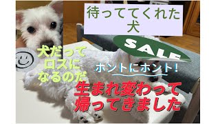 【愛犬が繋いでくれた命】ペットロス真っ只中のワンコ編です。#犬  #マルチーズ　#ペットロス #多頭飼い