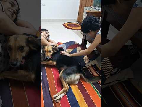 My bachha Pintoo #doglover #petparent #petlover #dogshorts #pets #dogs #song #love #shortsviral