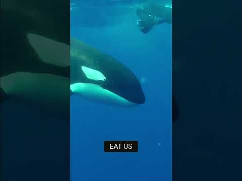 Why Don’t Killer Whales Attack Humans?