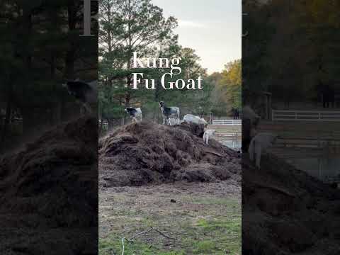 Kung Fu Goat