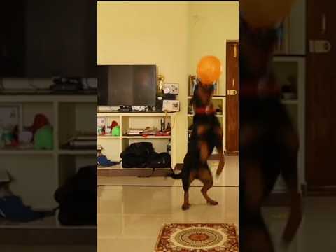 Daizy play time #rottweiler #dog #doglover #animals #comedy #rottweilertraining #dogtraining