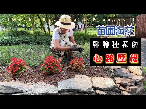 【園藝】今天又去苗圃淘了幾盆花｜聊聊我種花的心路歷程｜Bought Begonias & planted It