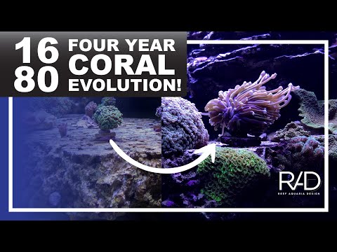 REEF RHAPSODY: THE 1680-GALLON REEF AQUARIUM'S FOUR-YEAR CORAL EVOLUTION BY REEF AQUARIA DESIGN.