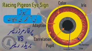 Pigeon Eyes | Racer Pigeon Eye Sign | Breeding Lines | Breeder Pigeon | Racer Pigeon | Pigeon Cote