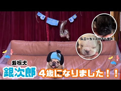 【4歳になりました！！】 お誕生日おめでとう🎂🩷銀ちゃんのお誕生日動画！＆先日生まれたハニーちゃんの子たちご紹介します！🍼⭐️