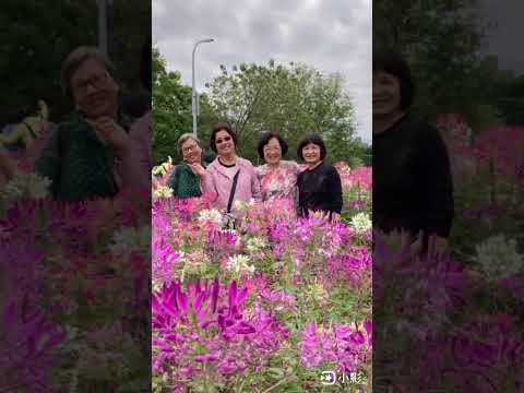 單車騎乘，往古亭河濱賞醉蝶花，再由公館穿過台灣大學，欣賞晚開的櫻花。