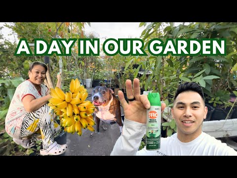 REALISTIC DAY IN THE GARDEN! Plant BANANA trees, eat SOUR starfruit, & pro tips!