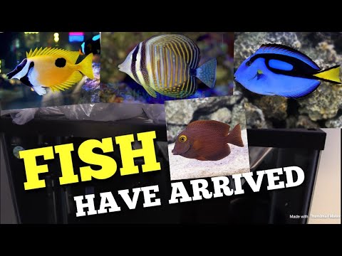 Fish Are Here!