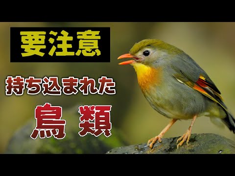 【被害】外来種の鳥類