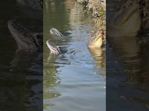 Alligator love in the air. #florida #youtubeshorts #shorts #florida #gatorland