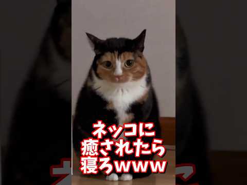 ネッコの動画で癒されたら寝ろｗｗｗ　#2ch #2ch動物スレ #2ch面白いスレ #動物 #犬 #猫 #癒やし #ねこ