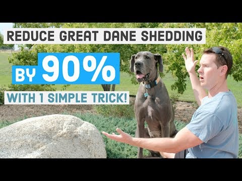 Best Tip to Reduce Great Dane Shedding | Great Dane Care