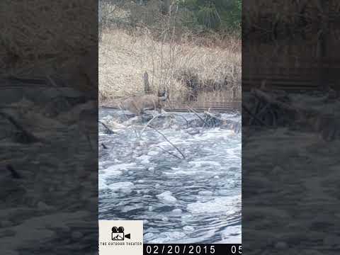 Bobcat Falls in Water Trying To Cross Beaver Dam! #wildlife #bobcat #trailcam #animals