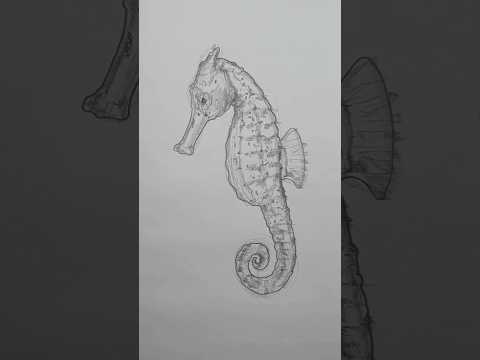 Draw a seahorse! Easy drawing lesson for beginners.