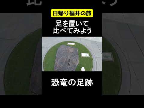 恐竜の足跡