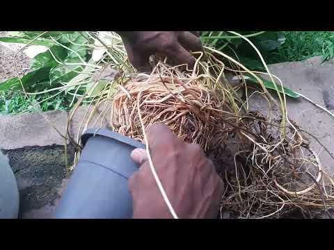 Burl Max Air Roots #Learngardening