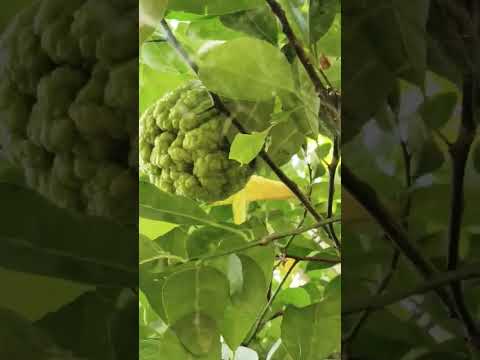 organe  fruit tree#organic#natural #garden #my #garden#freshfruit  ###shortvideo