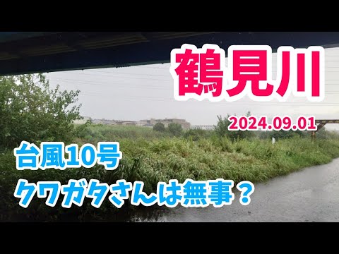 【昆虫採集】鶴見川 河川敷 クワガタ採集 2024.09.01 ［台風10号、ヒラタクワガタ、コクワガタ、横浜］