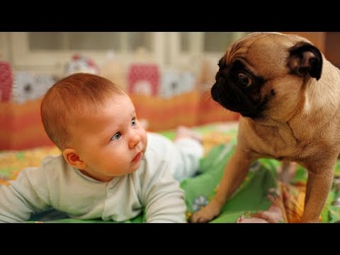 Puppies and Babies Playing Together Compilation NEW